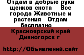 Отдам в добрые руки щенков енота. - Все города Животные и растения » Отдам бесплатно   . Красноярский край,Дивногорск г.